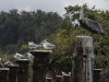 Haitises-11