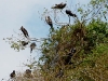 Haitises-3