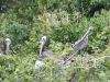 Haitises-4