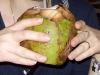 cocoloco