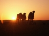36. Coucher de soleil sur le désert - Ksar Ghilane