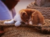 13. Chat - Matmata