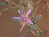 41. Fleur du désert