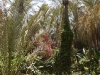62. Jardin botanique - Tozeur