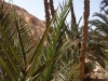 J6_P9_Oasis_Chebika