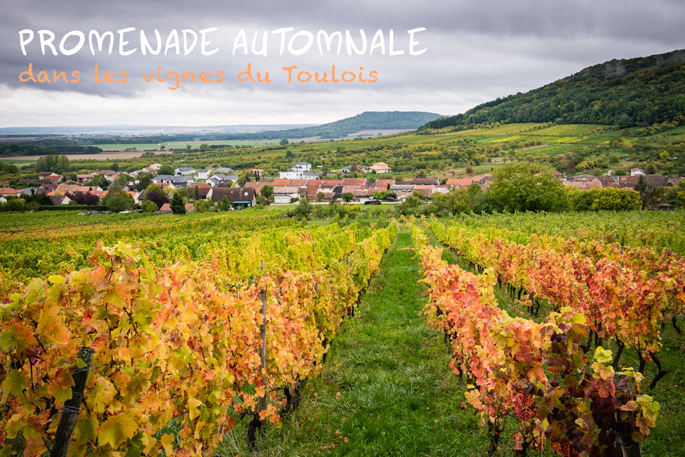 Promenade automnale dans les vignes du Toulois