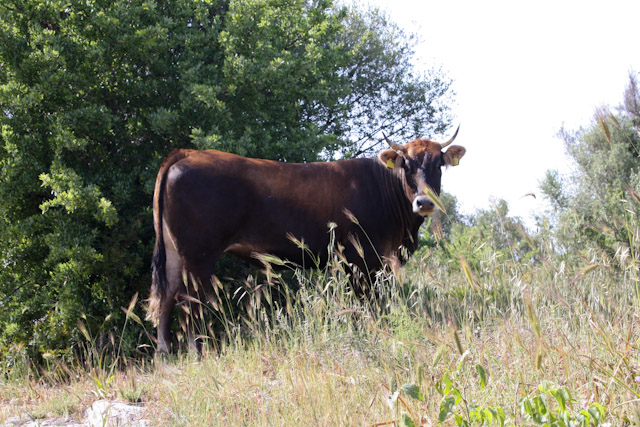 Vache sicilienne