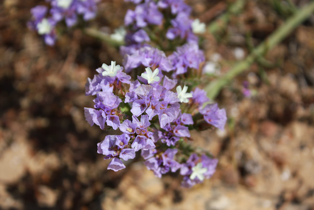 Réserve naturelle de Vendicari