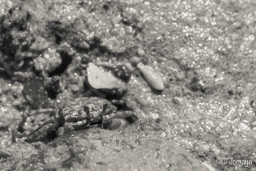 Cherchez le crabe ! Plage d'Ouano