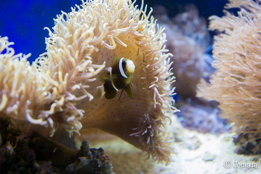 Aquarium - Nouméa - Nouvelle Calédonie