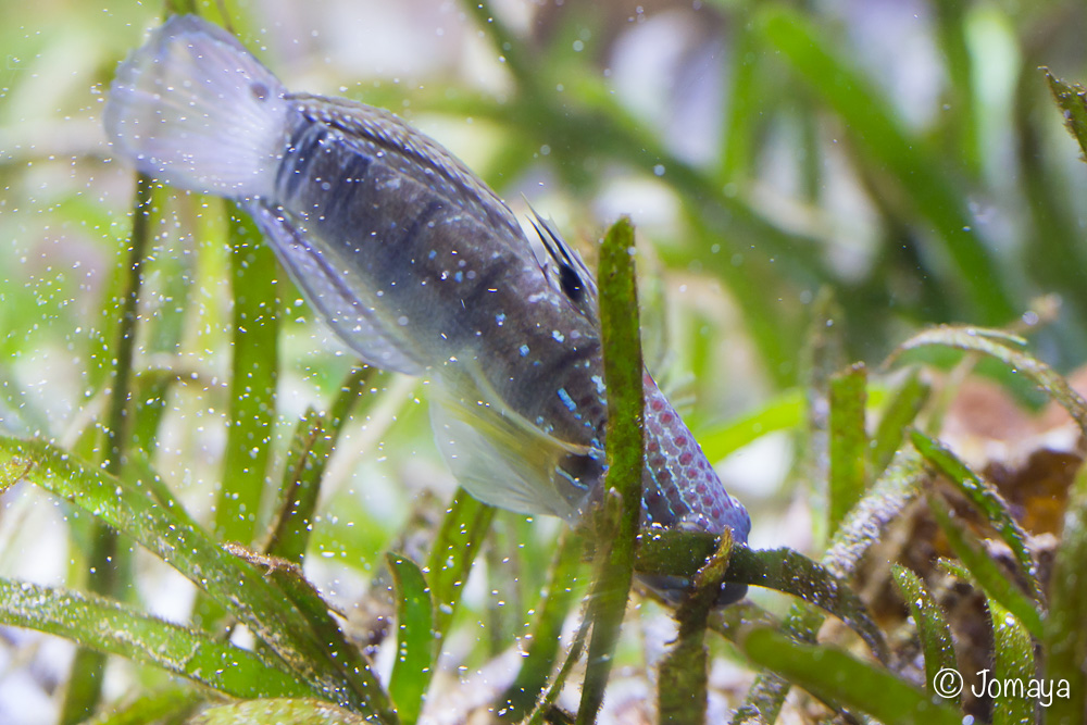 Aquarium - Nouméa - Nouvelle Calédonie