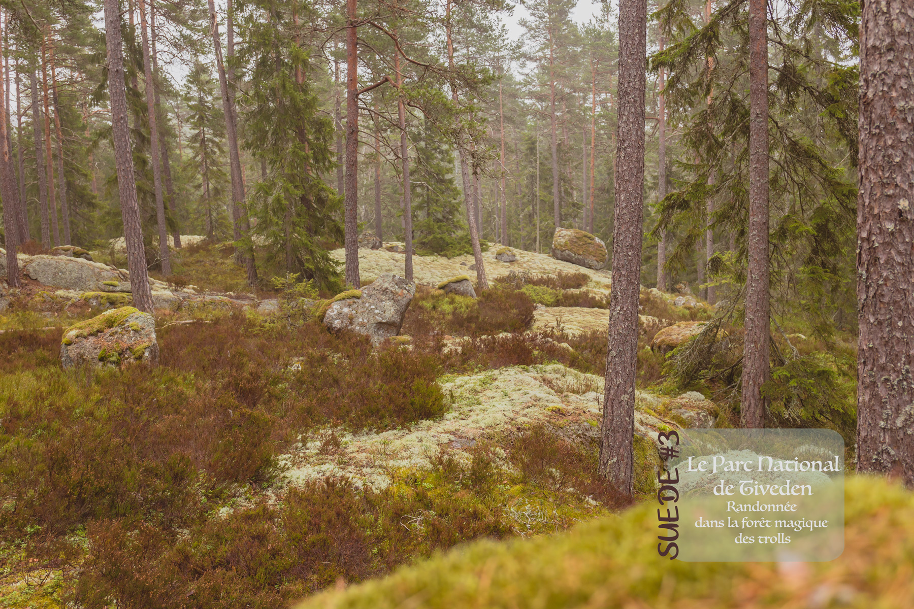 Suède #3 Parc National de Tiveden