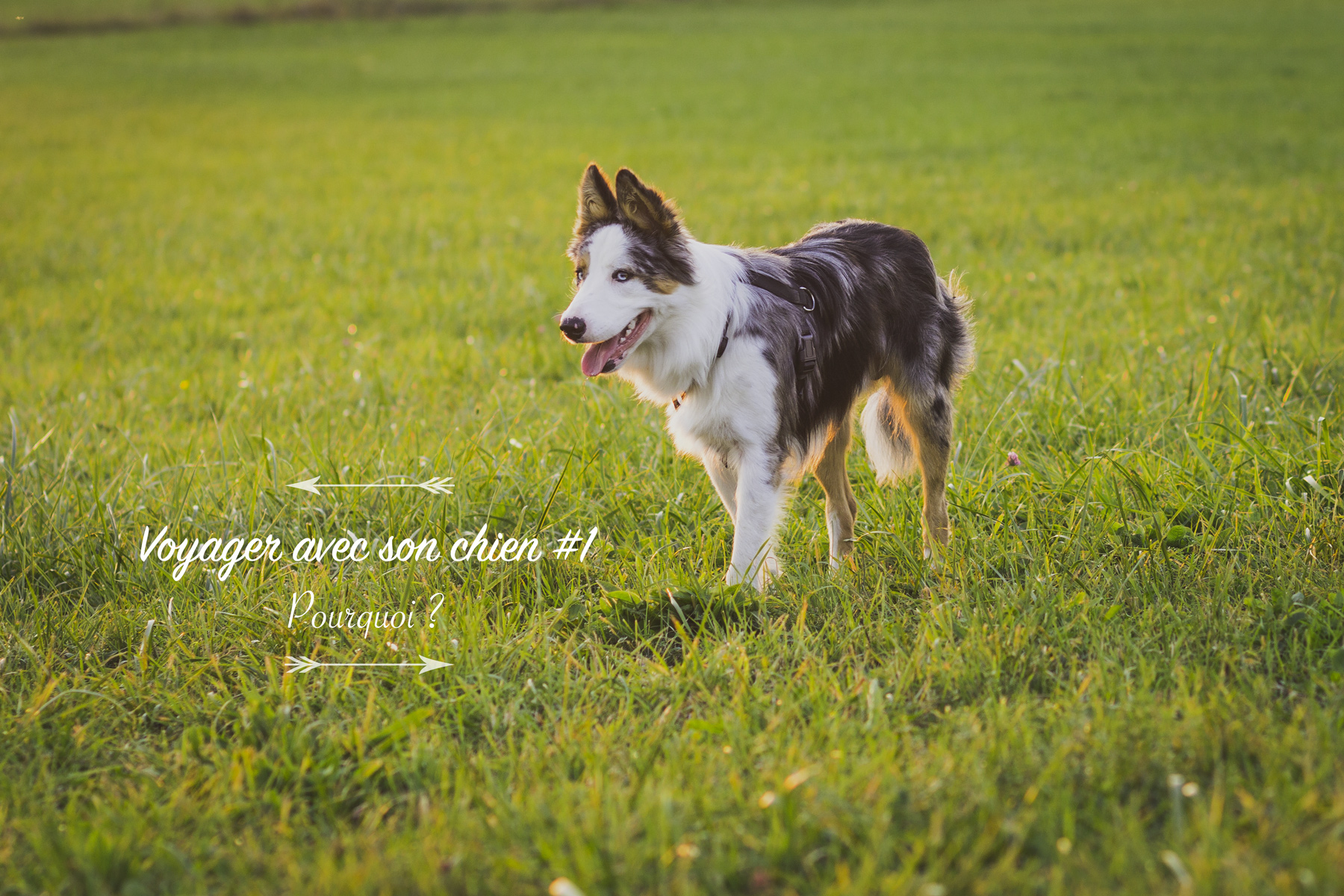 Voyager avec son chien #1 Pourquoi ?
