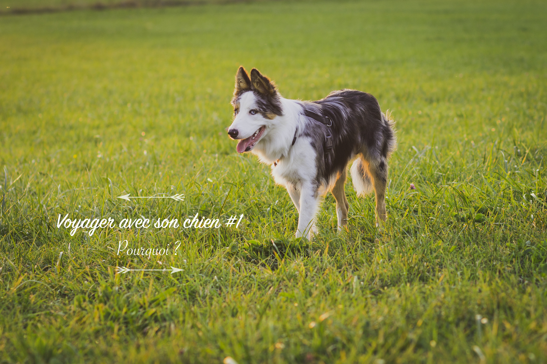 Voyager avec son chien #1 Pourquoi ?